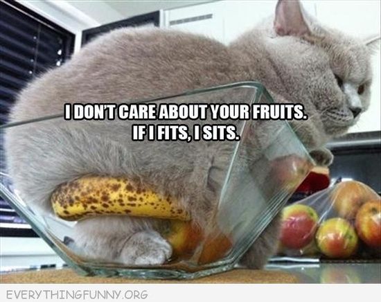 chroniccatnip's tweet photo. Why do #cats sit and rest in the most strangest of places? #CatLife #SillyCats #CatCrazy #CatPic #CatLivesMatter https://t.co/VEW61B2tcs https://t.co/70F2R6twR2