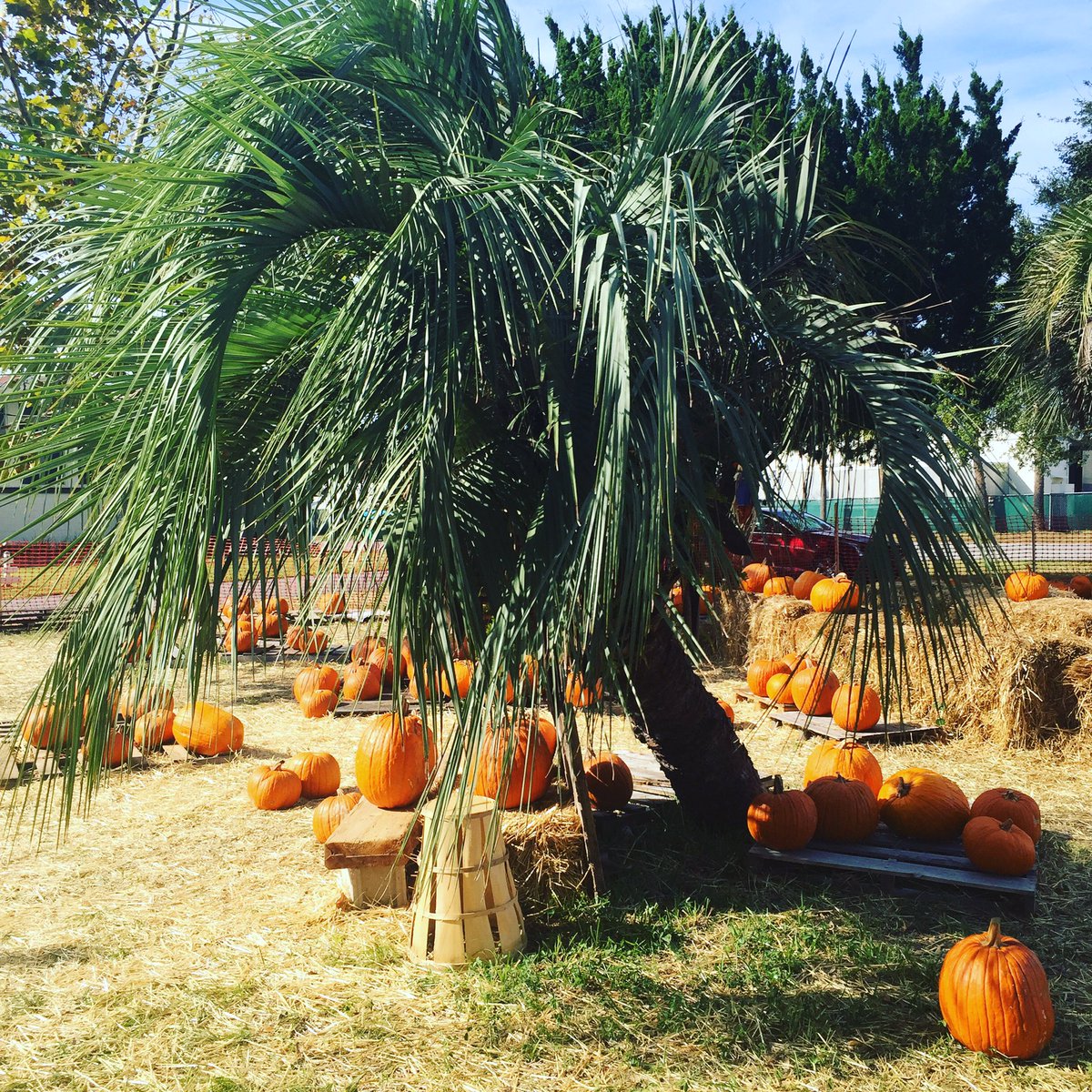 jennymcinspired's tweet photo. Fall in Florida #PumpkinPatch2016 https://t.co/hmDKd4WJ4P
