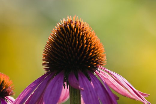 Discover 6 Super-Healing Herbal Medicines to Start Using Now for Better  Health.  drmichellecook.com/entries/genera….  <a href="/NewWorldLibrary/">New World Library</a> #herb, #herbal