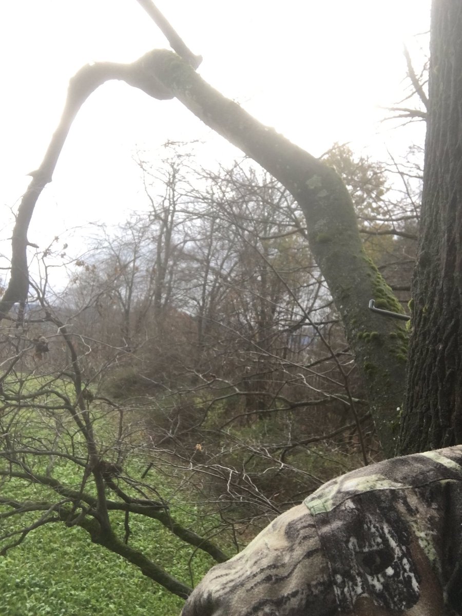 AlexButta's tweet image. #hunting #deer #bigrack