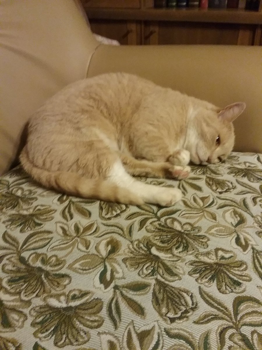 cipkunaite's tweet photo. My cat Katulis https://t.co/cJhkJur79e