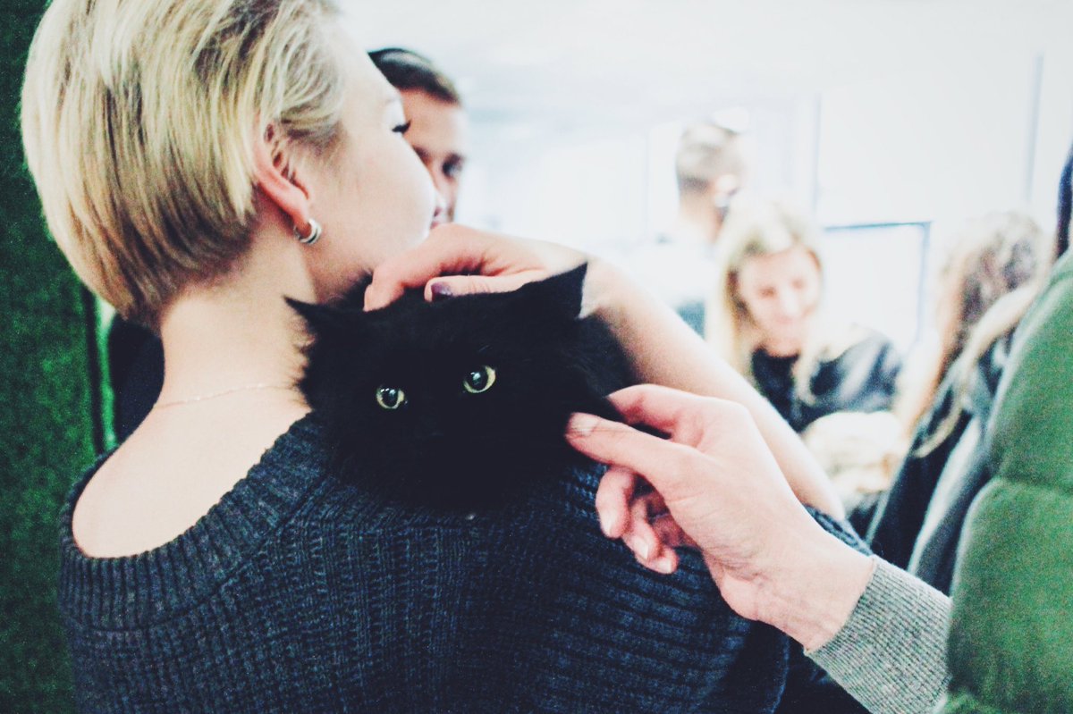 #Partizanas #Friday! Finishing the week with #UberKITTENS in the #office 🐱🎉
#agencylife
