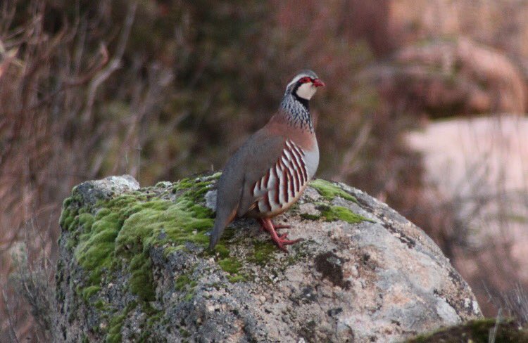 Sábado de montería y domingo tras la reina de nuestros campos. Parece que se avecina un fin de semana muy cinegético. Vamos a verlo 😊
