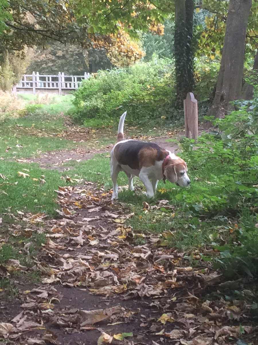 bentleybeagle07's tweet photo. Walkies in the park and Pitchcroft with Daddy @dannypayne81 and made a new friend #beagles https://t.co/krYOIvSEyo
