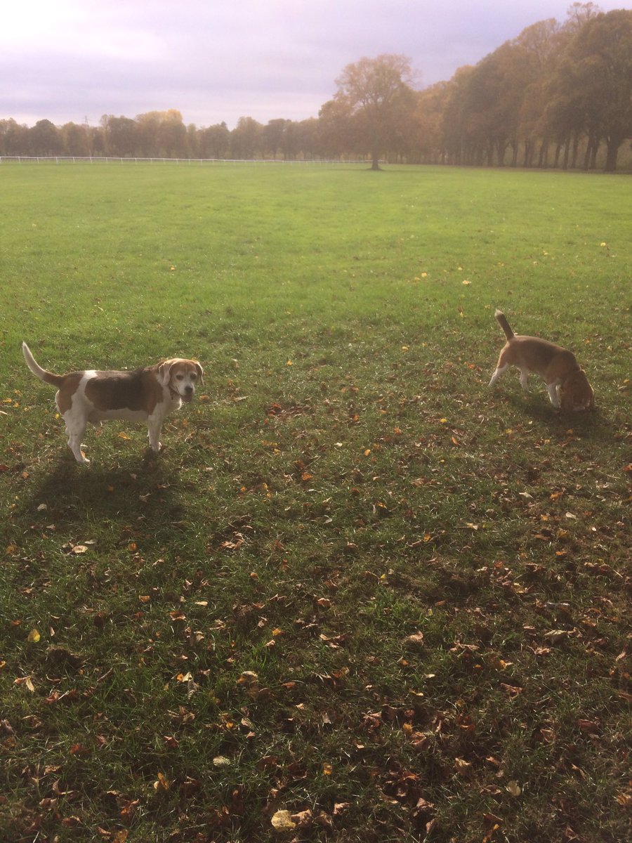 bentleybeagle07's tweet photo. Walkies in the park and Pitchcroft with Daddy @dannypayne81 and made a new friend #beagles https://t.co/krYOIvSEyo
