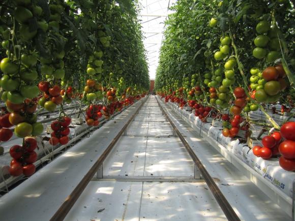 This South Australia farm uses sun and seawater to grow #tomatoes hubs.ly/H04-YwG0 by <a href="/ModFarm/">Modern Farmer</a>