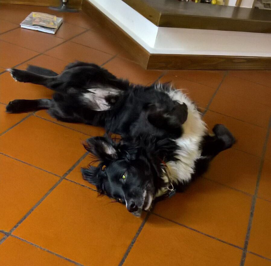 EcIips's tweet image. Dev'essere bello sentirsi soddisfatti e divertiti anche dopo un paio di rotolate sceme, Zorro ti invidio