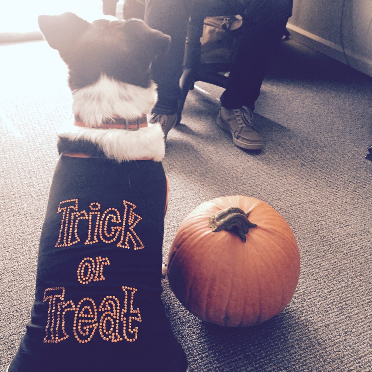 Marketing_SL's tweet photo. Boscoe is AMPED for #Halloweek! #OfficeDogs #bringyourdogtowork https://t.co/gAsEBdRDrY
