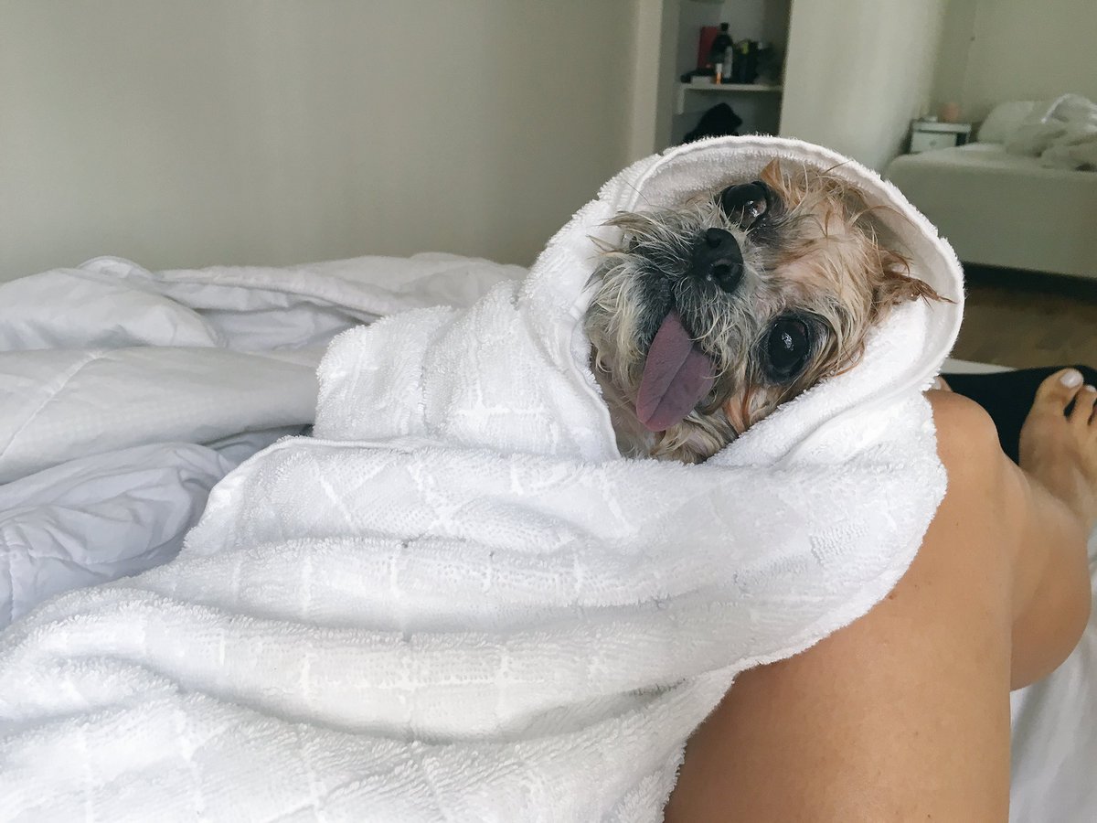 MarnieTheDog's tweet photo. Sometimes u have 2 do things u don't want to do I guess dats life #bath https://t.co/qoTjvP5yl6