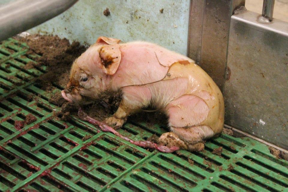 help_your_world's tweet photo. #freethepigs 🐷 https://t.co/I9MhkMavuy