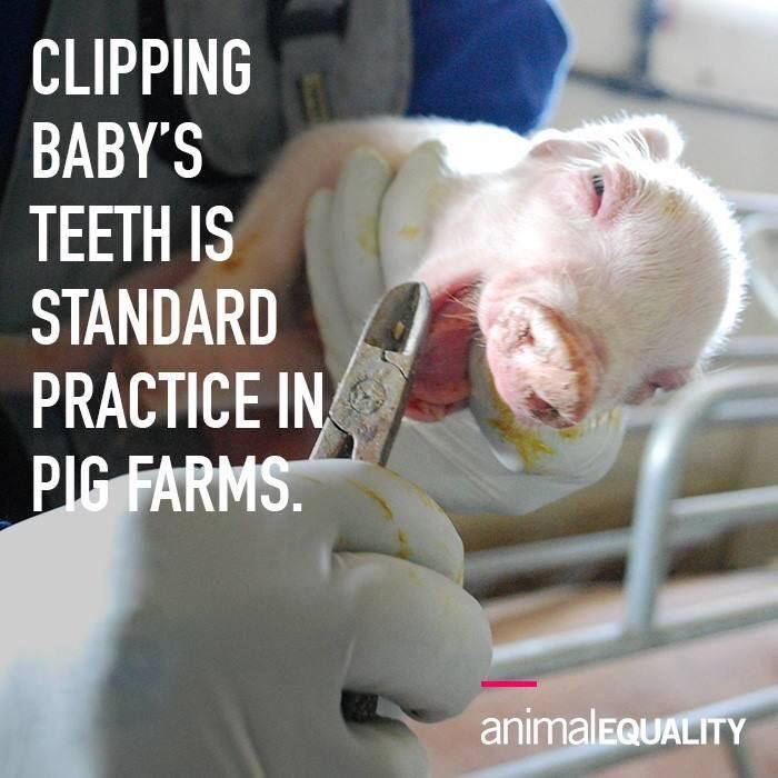 help_your_world's tweet photo. #freethepigs 🐷 https://t.co/I9MhkMavuy