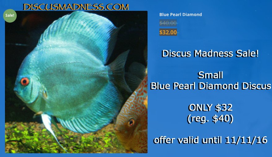 DiscusMadness's tweet photo. Lrg Peruvian Scalare Angelfish
$14.99
Sm Blue Pearl Diamond Discus
$32
Sm Red Dragon Discus
$40
valid until 11/11/16
https://t.co/Fh7GSbAmdo https://t.co/3GOxyMTuhi