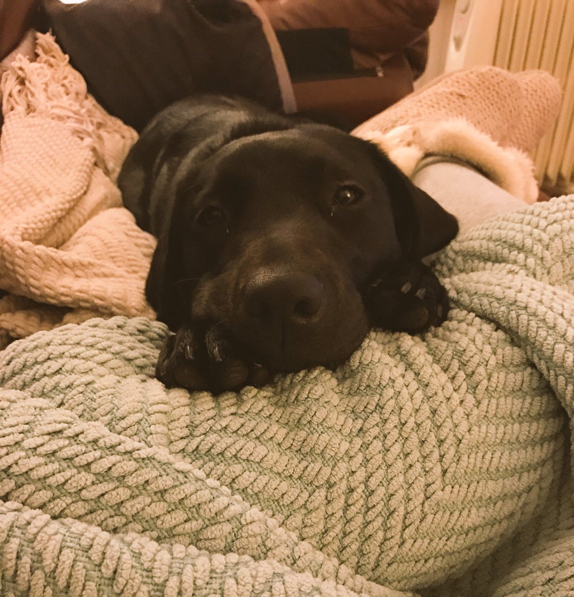 eviejsquires's tweet photo. Sorry but how frikkin cute is she #terrorpup https://t.co/PNMgSW5Qtu