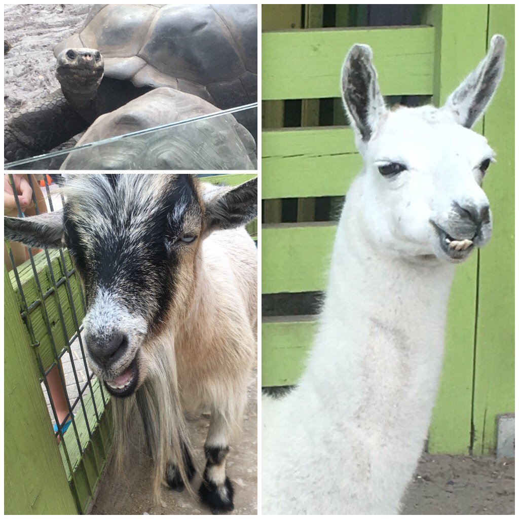 braden515's tweet photo. @HCLithiaSprings All of the animals seemed to be smiling today...must've been our amazing 2nd graders! @BurkenKathy https://t.co/C66QiFsI6p