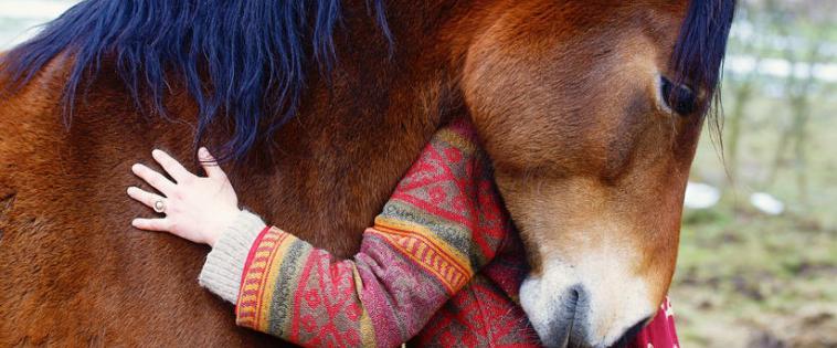 jkennedy93's tweet photo. Innovative #Dementia Research by @UCDavisMed and the Connected Horse Begins https://t.co/PsedeQ3g5B #MEDsm #HCLDR https://t.co/9MXyPRxwcm