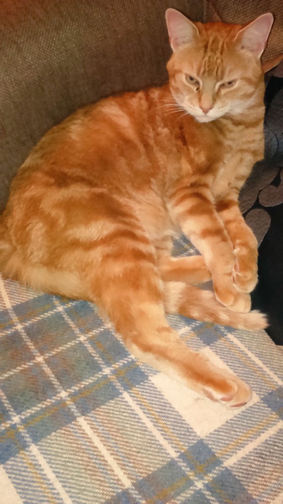 knight_falls's tweet photo. He's in my spot, that's my spot! #JackCat, #CatsOfTwitter 😻 https://t.co/cbhHy0pNao