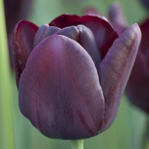 bulb_chat's tweet photo. #nationalchocolateday who couldn't love you? Dark #chocolate is my fav &amp; reminds me of Queen of the Night #tulip: https://t.co/aMarPFCsUo https://t.co/0qI3Lr9oM3