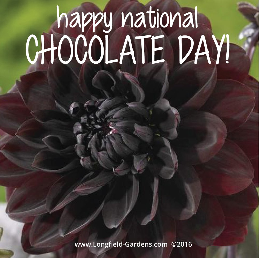 bulb_chat's tweet photo. Happy #nationalchocolateday! Meet Karma #Chocolate #Dahlia: https://t.co/y2rjezDGLf https://t.co/SBBUXfDVi8