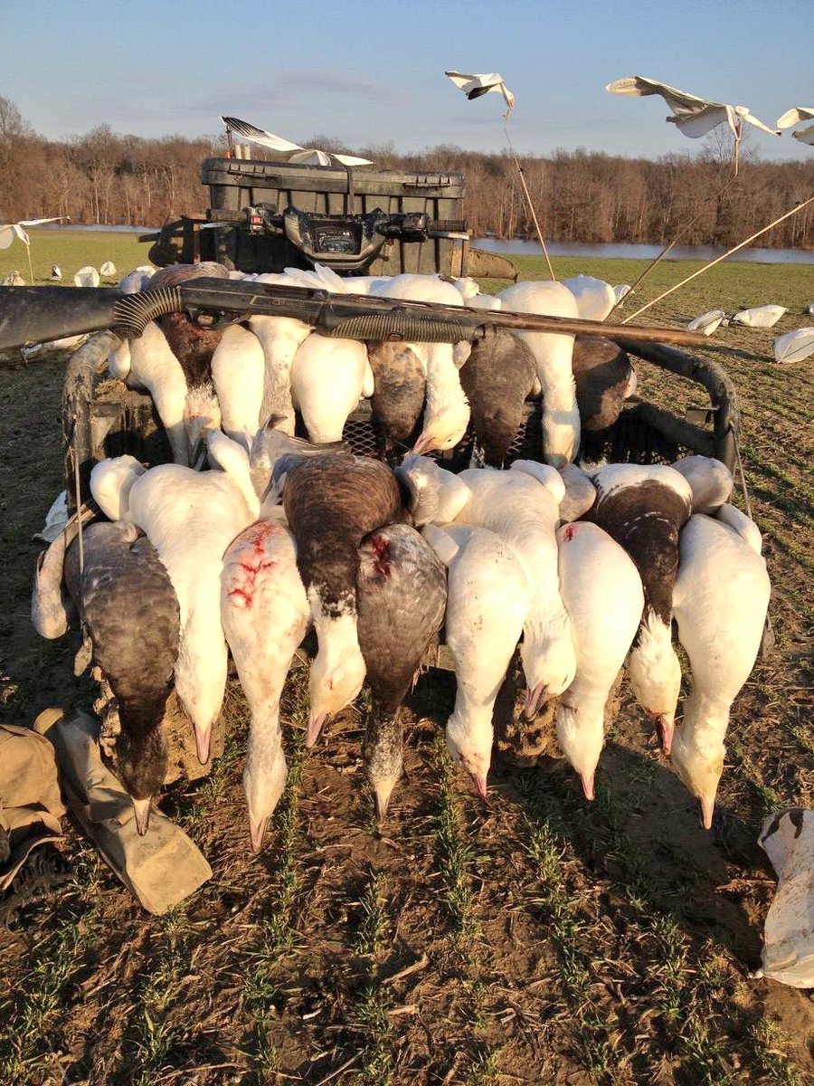 BasinHuntClub's tweet photo. Looking forward to opening day of goose season! #fbf #goosehunting #guidedhunts #MSdelta #geese @HuntingLife https://t.co/kSCOrGClGm