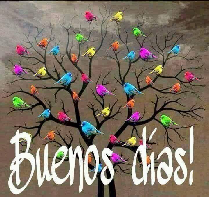 Avistamiento de Aves tweet media