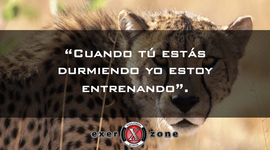 ExerZone's tweet photo. En esta vida eres el depredador o la presa. Da lo mejor de ti y libera al cazador que llevas dentro. 💪🐯 En #ExerZone #YoSíPuedo. https://t.co/6Lnm2odXyz