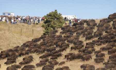 relombardo3's tweet photo. Buffalo Show Up Out Of Nowhere 2 Show Solidarity W/Standing Rock Sioux &amp; All The Other Natives Gathered To Protect #NoDAPL #WaterIsLife 🐻🌲🎆🐟 https://t.co/WnNx7VENCC
