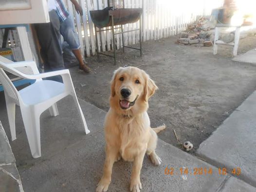 murielriveros's tweet photo. Por si alguien de las redes sociales sabe algo por ahí.. Leo está perdido y lo echamos de menos :'( ayúdenos! Se perdió en Maipú! Gracias! https://t.co/4lwqPcO9Z3