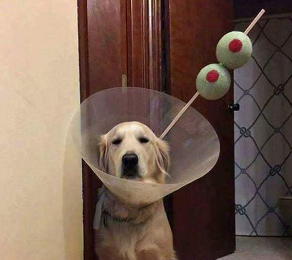 98TZY's tweet photo. Cãoquetel https://t.co/rY0tGkeaTq