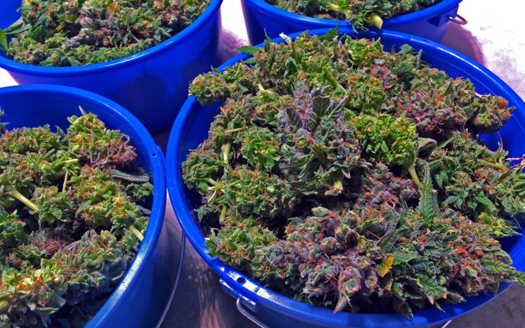 Grow Hack: Simple Method of Providing Beneficial Fungus To Cannabis Plants.
bit.ly/2bBgqLW