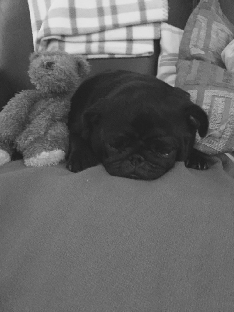 Luna_Pug's tweet photo. Good night everyone! Here's to the weekend! https://t.co/3mcaqu6bnv