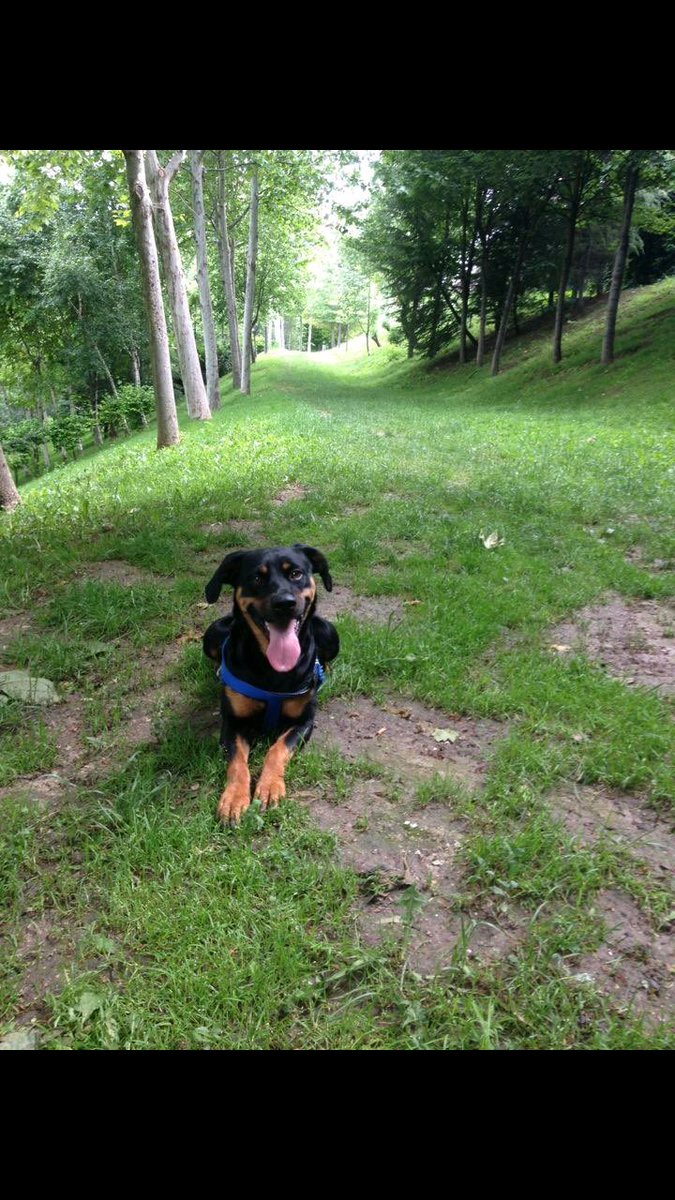 Ankara mühye kayıp.dişi kuyruksuz..lütfen rt 05536191578 <a href="/bilim_adami/">İsviçreli</a>