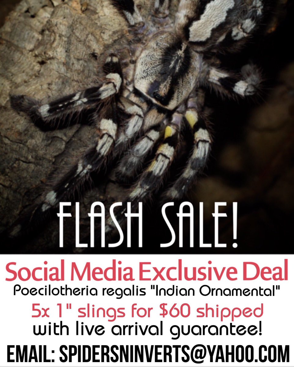 Spiders-N-Inverts tweet media