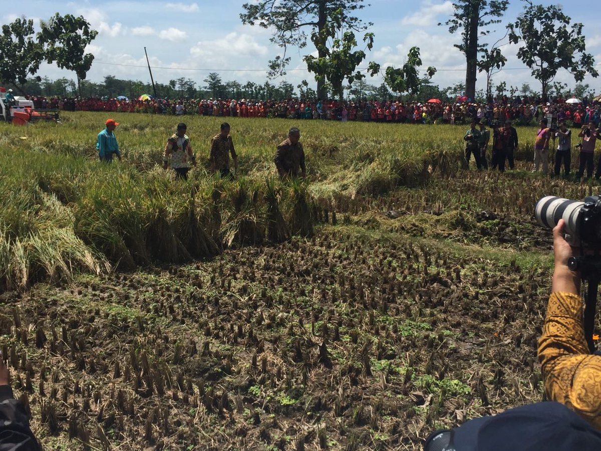 humasjateng's tweet photo. Gub @ganjarpranowo dampingi pres @jokowi tinjau panen padi varietas inpari 32 di areal persawahan ds. Tanjungsari,kec. Banyudono,Boyolali https://t.co/D78heRspnP