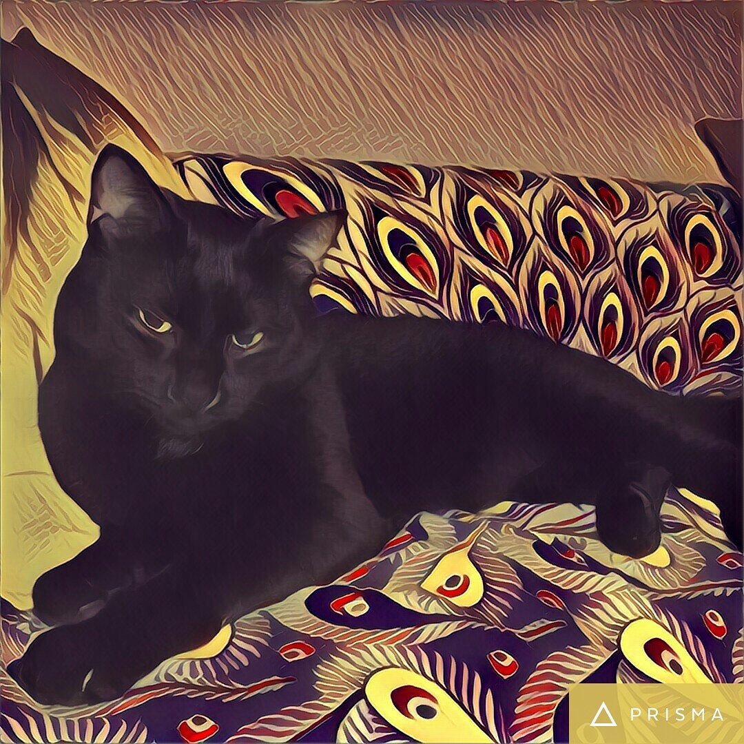 LaMenozzi's tweet photo. #MyLittlePanther 💚 #Barolo #BlackCat https://t.co/jQeGGd80I4