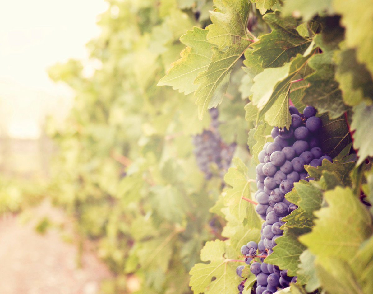 Slate's tweet image. The death of Vine isn&apos;t just the end of an app. It&apos;s the end of an artistic medium. slate.me/2ffq7nt