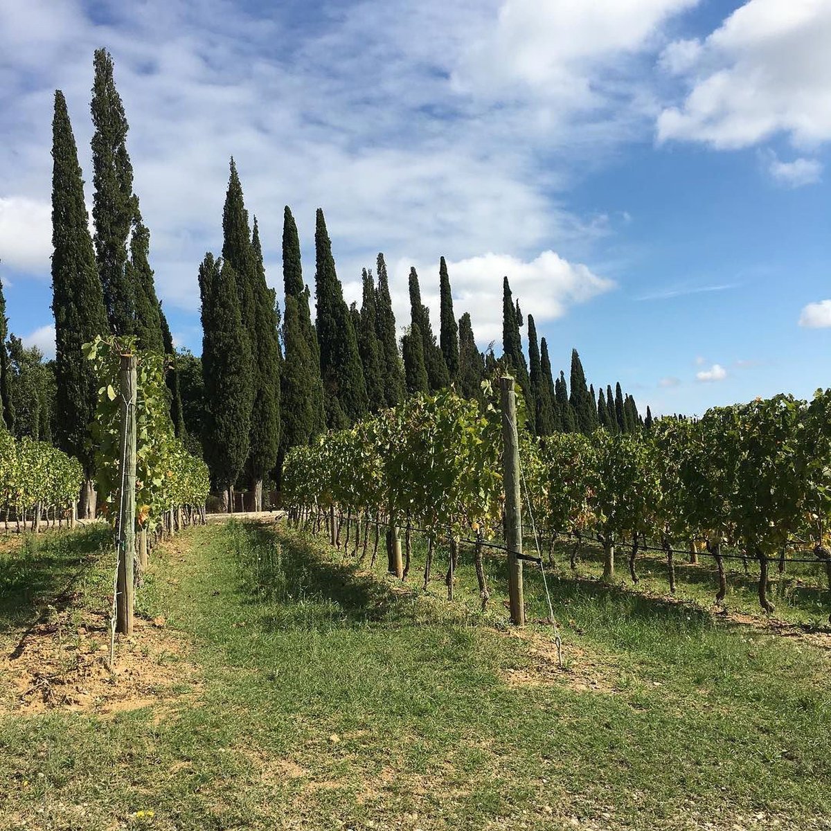 arcanumwines's tweet photo. A little bit of green lingering in the vineyards. https://t.co/T5jUIFigDF #PostcardsfromItaly https://t.co/VnLFVzcPWl