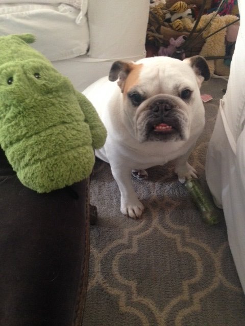 PetsFetch's tweet photo. Cupcake loves playtime with her gator! #dogsoftwitter #RescueDogs #AdoptDontShop #dogwalkers #cutedog #Houston #petsitting https://t.co/bfTx4ddg31