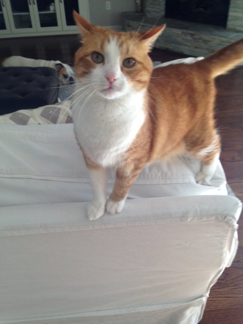 PetsFetch's tweet photo. Rudy is ready for play time with his favorite pet sitter! #Houston #CatsOfTwitter #petsitter #CuteCat #AdoptDontShop #rescuecat https://t.co/1jYamEZD56
