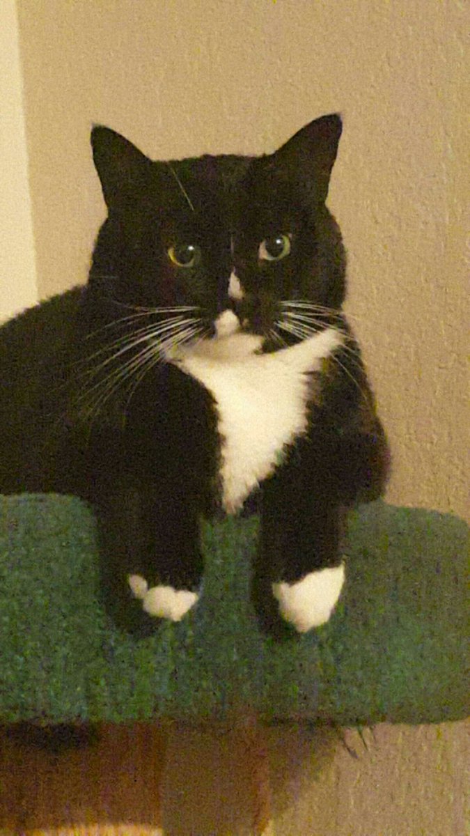 tryingfit's tweet photo. Hung out with this dude last night while doing my midterm at a friend's house. https://t.co/0Tz6mQctc2