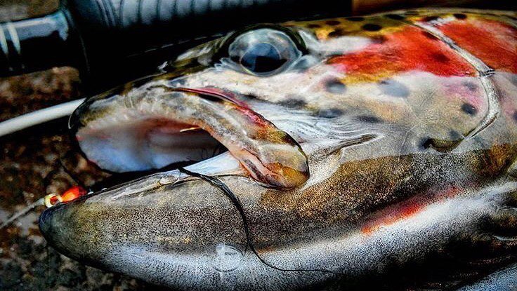 Guide_Hire's tweet image. 'Bows on the swing from @cms79 
#WeKnowAGuide | #OnTheSwing | #GuideHire | #rainbowtrout |… ift.tt/2dVbeRp