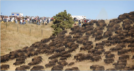 AdventurMiss's tweet photo. Thousands of Wild Buffalo Appear Out of Nowhere at Standing Rock  #Zenheadlines @kslnightside https://t.co/XKgo2srrRH https://t.co/IdCGmRPdOr