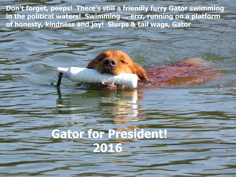 TherapyDogsRock's tweet photo. #GatorForPresident Yep, there's still another choice! #GoldenRetriever #HonestDog #HappyDog #KindDog #PresidentialElection https://t.co/gv8u378I91