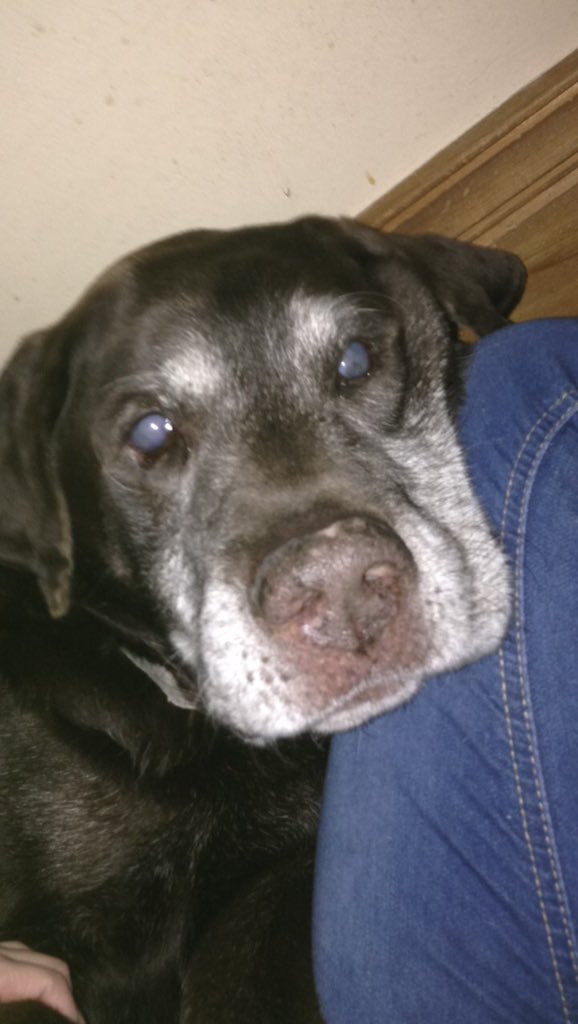 ImChristinnee's tweet photo. While everyone is out partying on a Friday night I'm preparing to say goodbye to my dog. My best friend &amp; my baby boy. Idk how to let you go https://t.co/Urf1HeqTP9