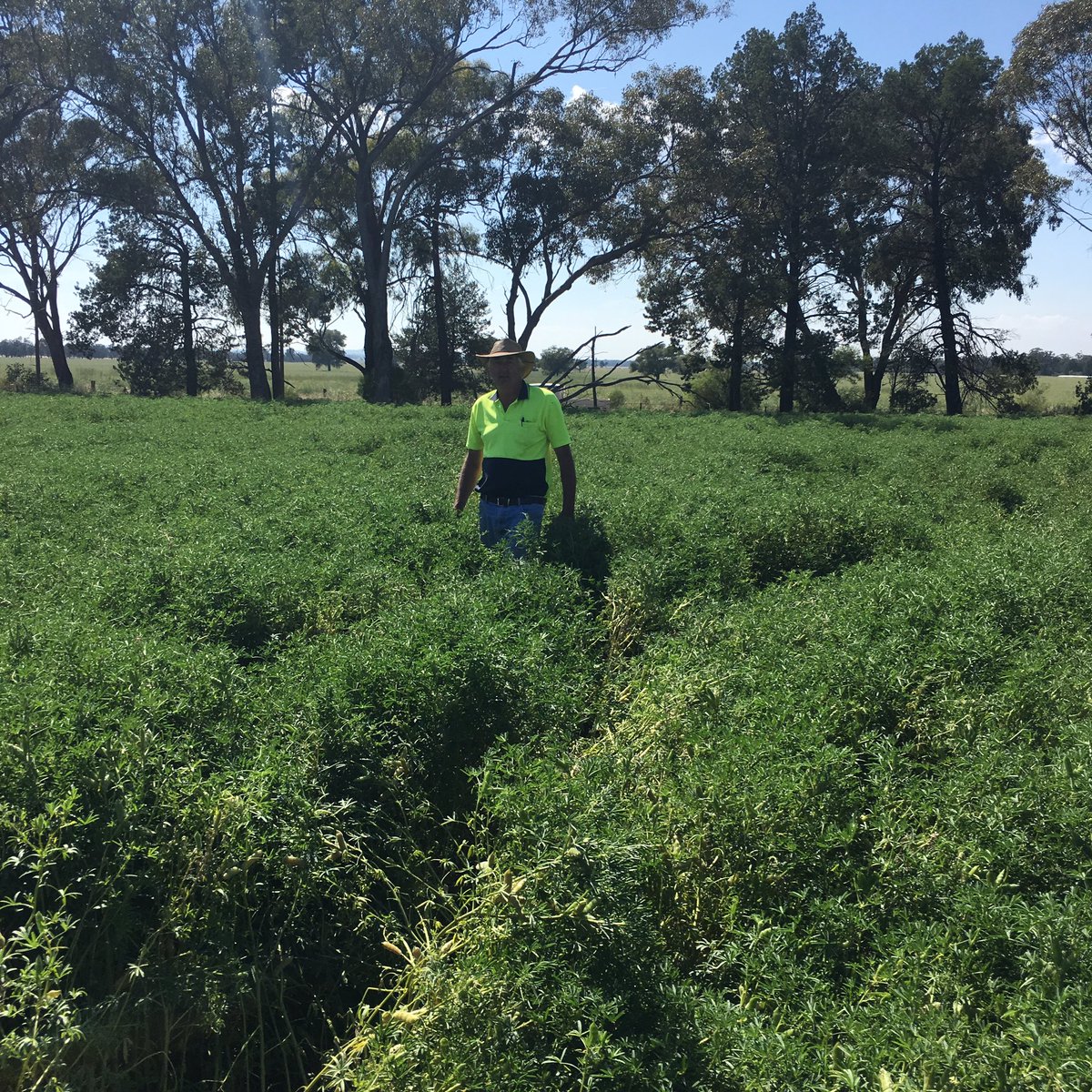 Lupins looking good at Calleen near West Wyalong #lupin
