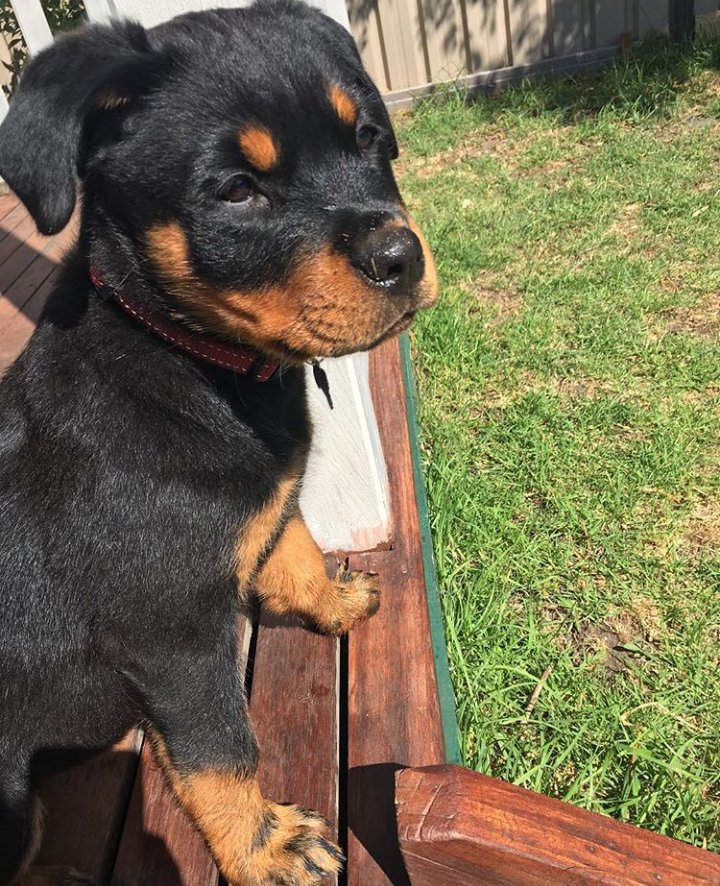 ASalule's tweet photo. Ganas de criar otro 🐶 https://t.co/rO6nX8wkzF