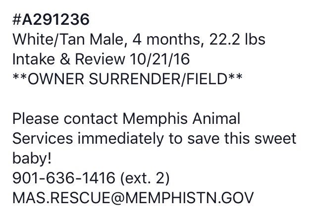 reddogsusie's tweet photo. KILLED BY MEMPHIS ANIMAL SERVICES! ππππ‘π‘π‘
MAS failed you sweet pup! RIP
#Memphis
Only 4mo! Disgraceful!!!π‘
https://t.co/UsEj9hjHmH https://t.co/rfak5K4k10