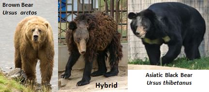 Grizzly Black Bear Hybrid