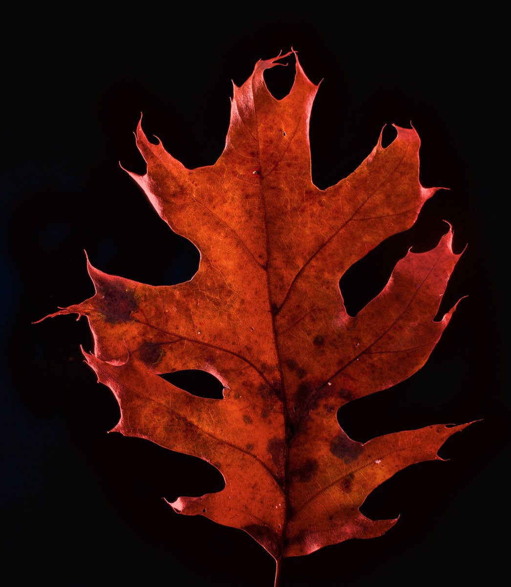 manning_arts's tweet image. 