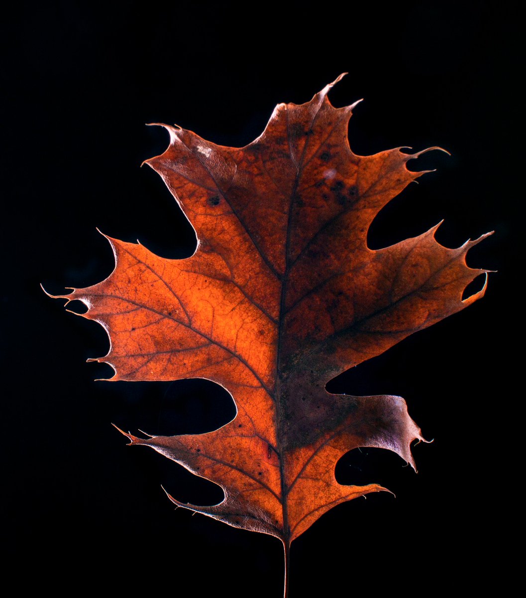 manning_arts's tweet image. 