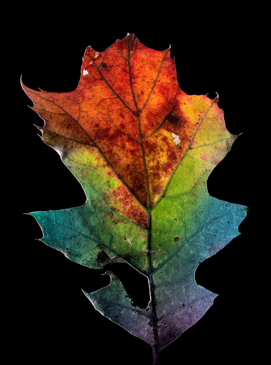 manning_arts's tweet image. 